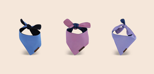 Are puppy bandanas safe? Everything dog owners should know