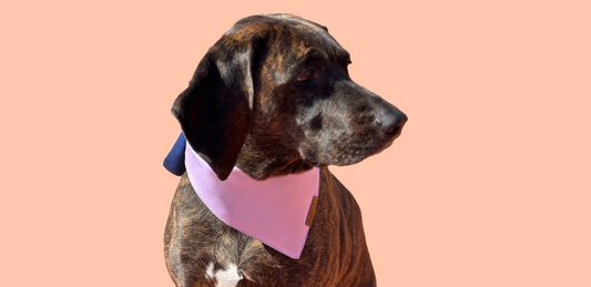 Top 10+ Dog Bandana Brands Loved by USA Pup Owners (2025 Guide)