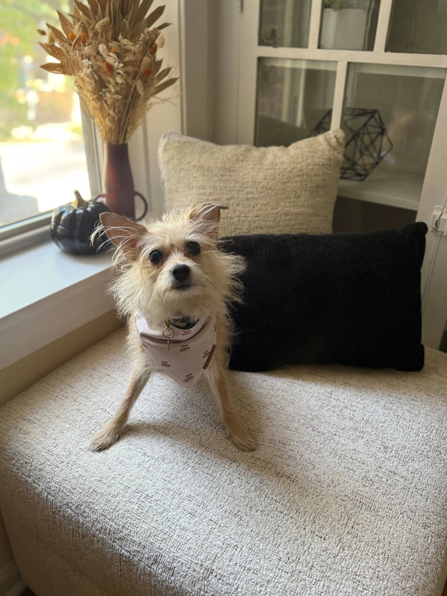 premium puppy bandana cutie pie