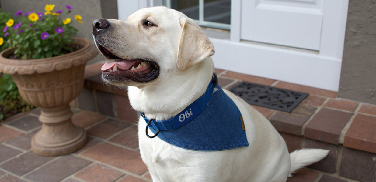 10 ways to style a puppy bandana in every season