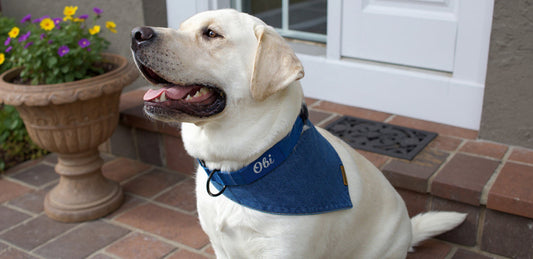 10 ways to style a puppy bandana in every season