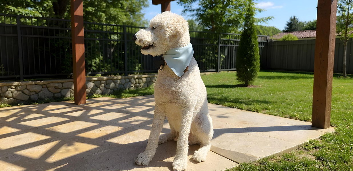 6 Reasons why your dog should wear a bandana