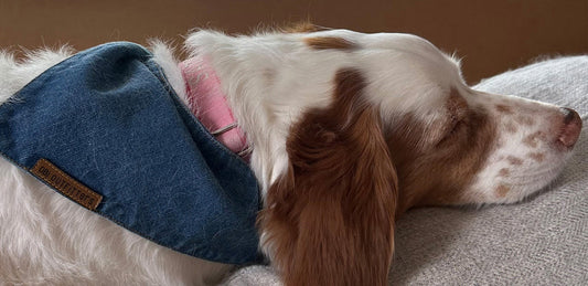 Puppy & Dog bandanas vs collars: what’s the difference and which one to pick?