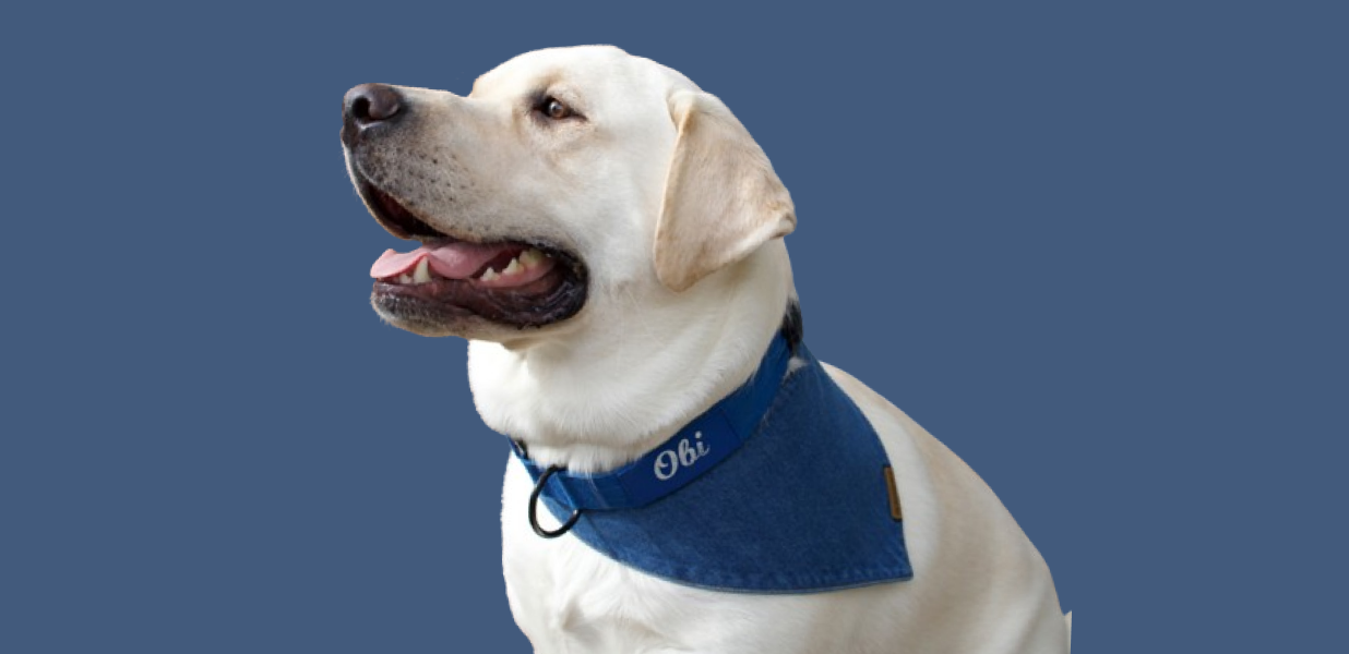 Top 10 Premium Dog Bandanas for 2025