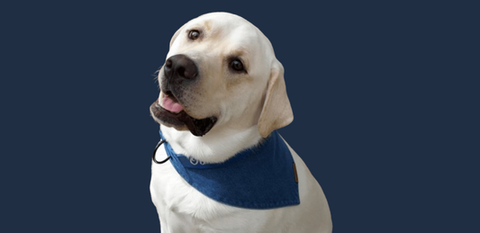 How to safely tie a bandana around your puppy’s neck