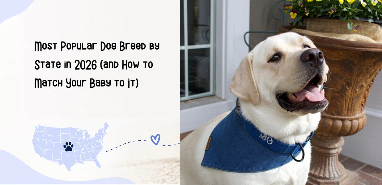Most Popular Dog Breed by State in 2026 (and How to Match Your Baby to It)