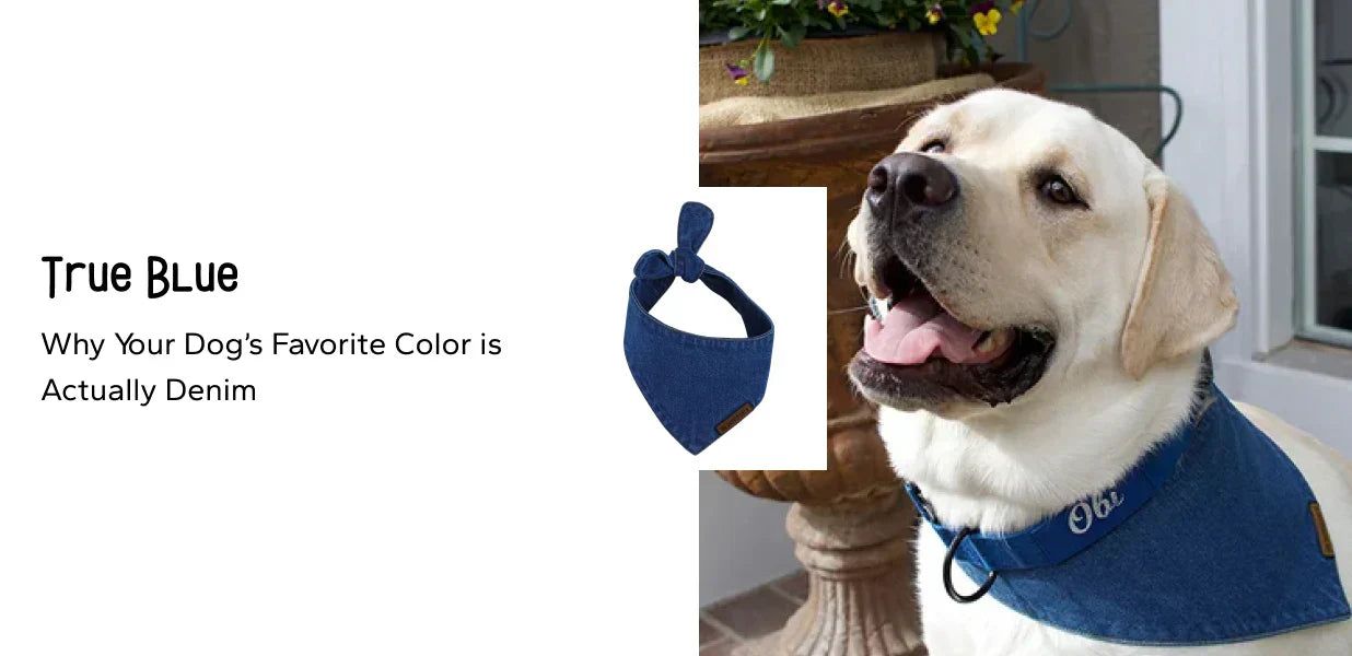 True Blue: Why Your Puppy & Dog’s Favorite Color is Actually Denim
