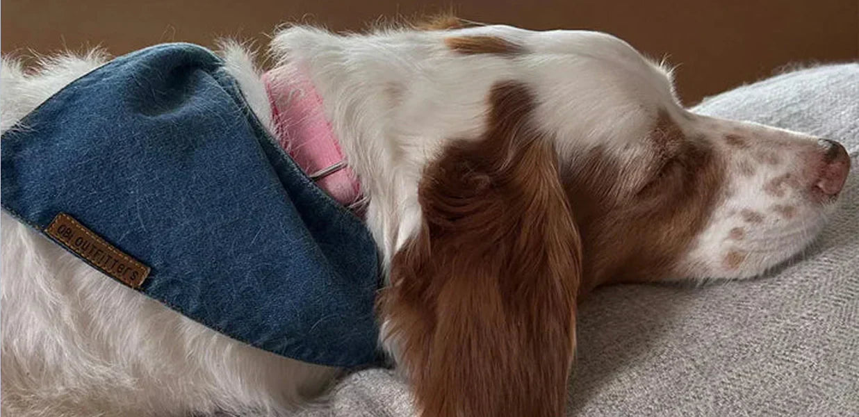 Why Denim is the Best Fabric for Puppy Bandanas