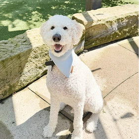 Puppy Bandanas