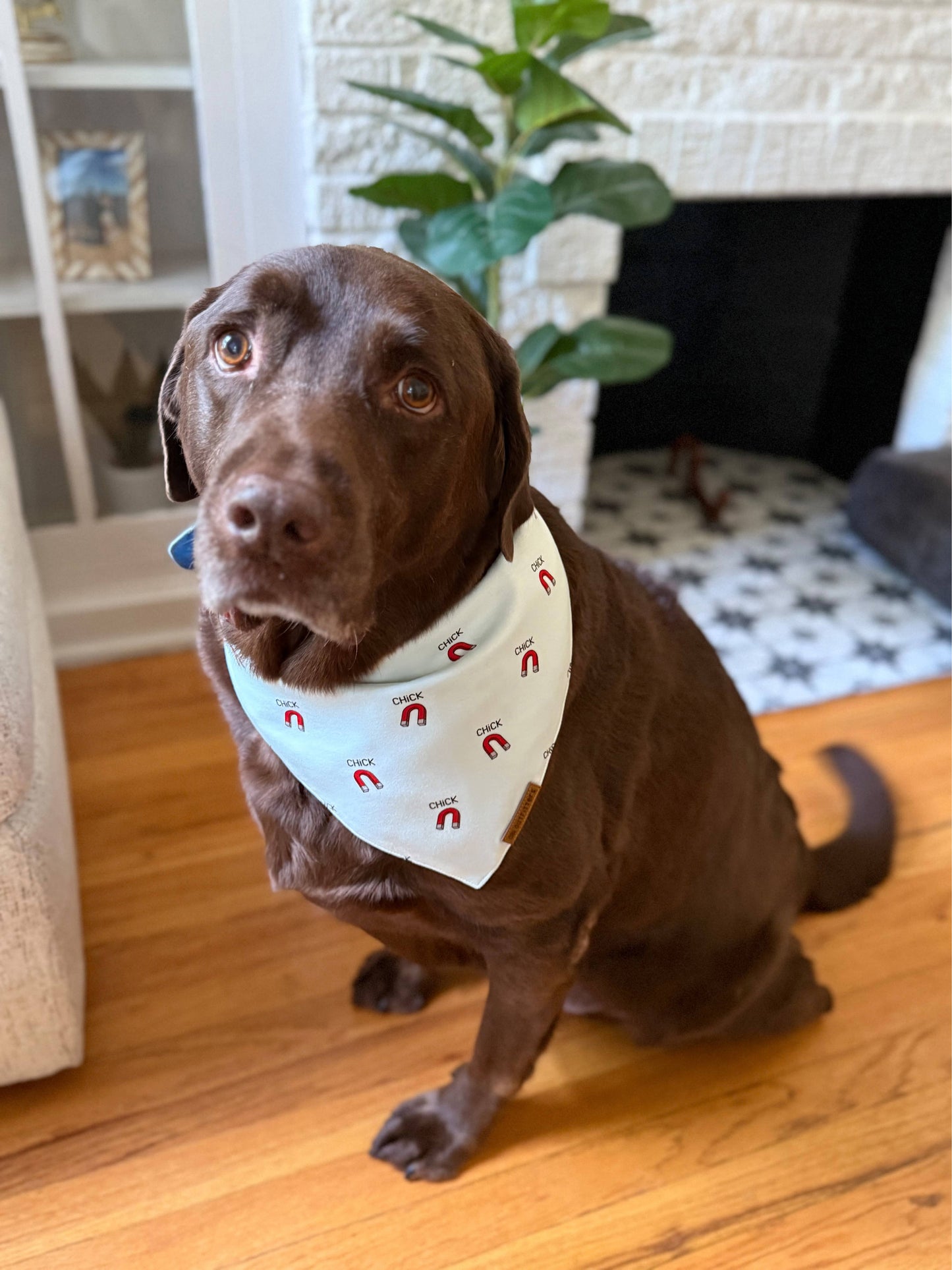 premium puppy bandana chick magnet whimsical collection