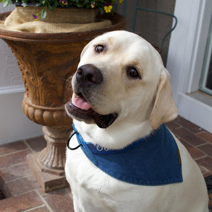 premium puppy bandana blue denim classic collection