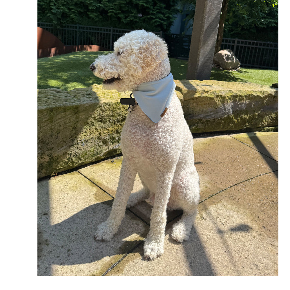 premium puppy bandana baby blue mist