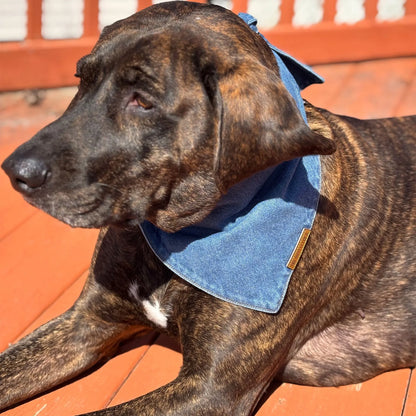 premium puppy bandana blue denim classic collection