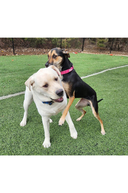 blue obi love puppy bandana