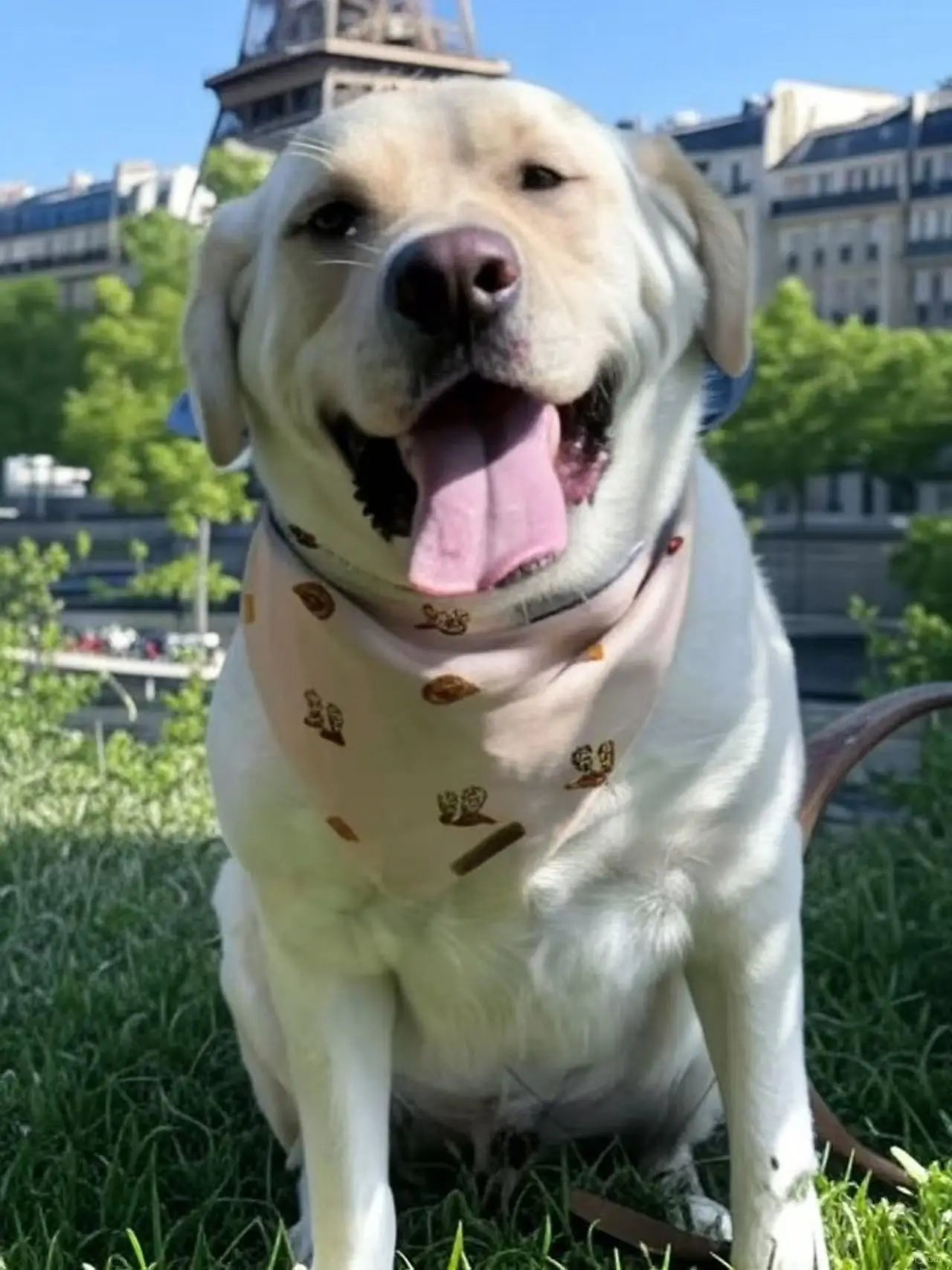 Cowboy Boots & Hats Puppy Bandana