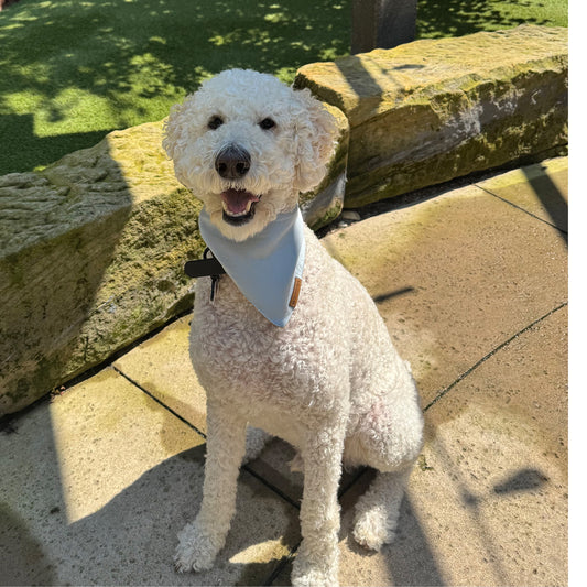 premium puppy bandana baby blue mist