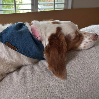 puppy neck bandana blue denim
