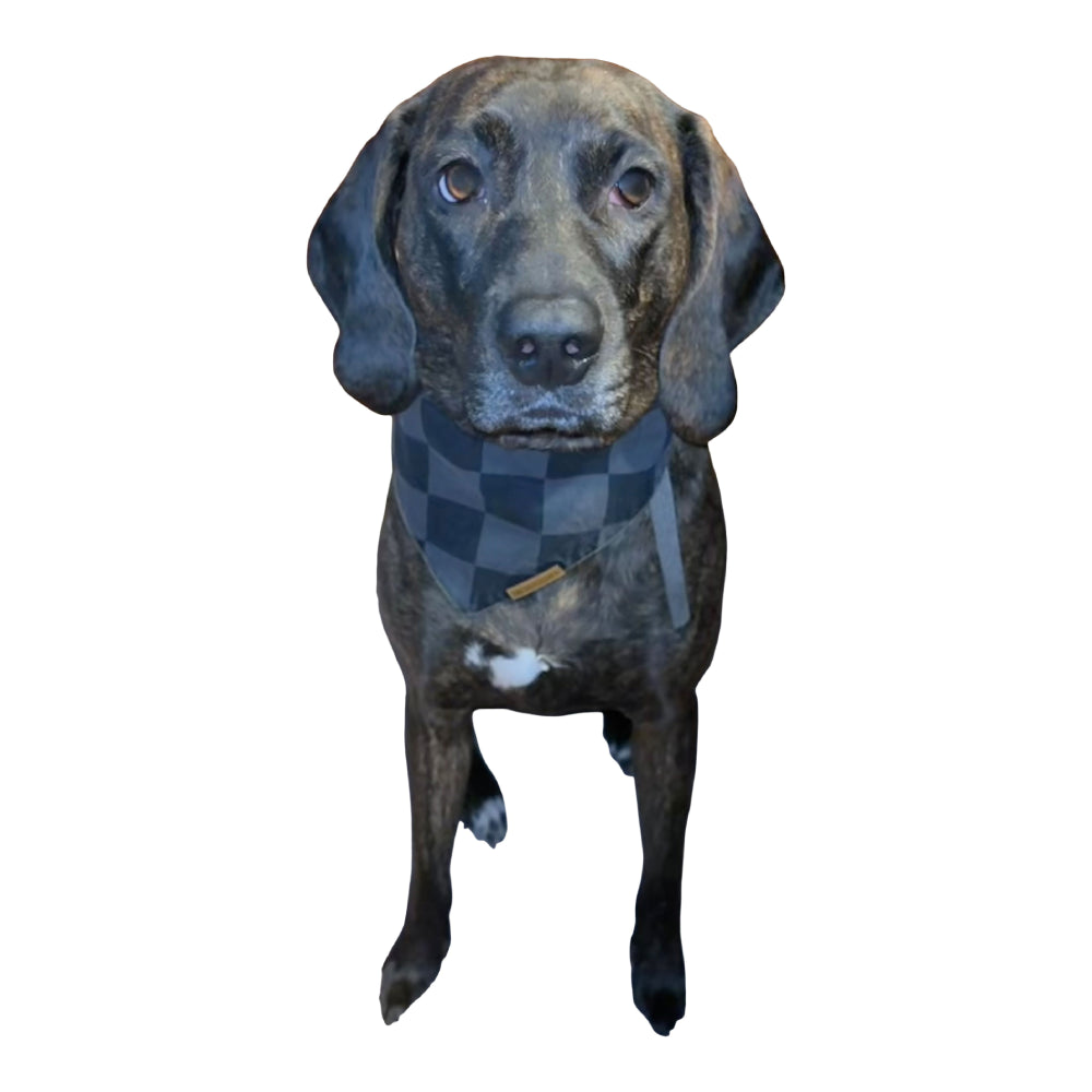 premium puppy bandana black & gray checker classic collection