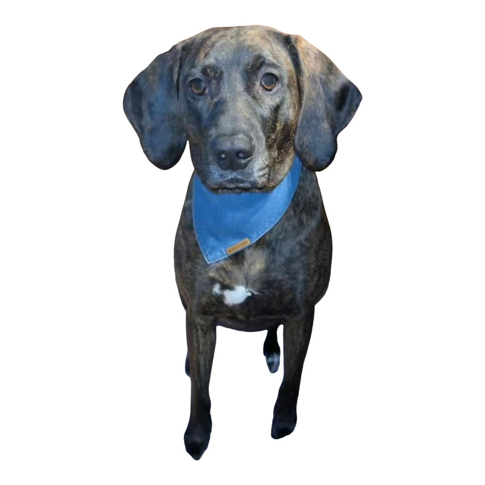 premium puppy bandana blue denim classic collection