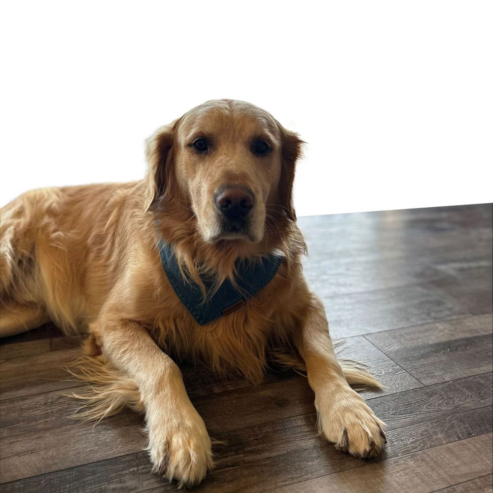 premium puppy bandana blue denim classic collection